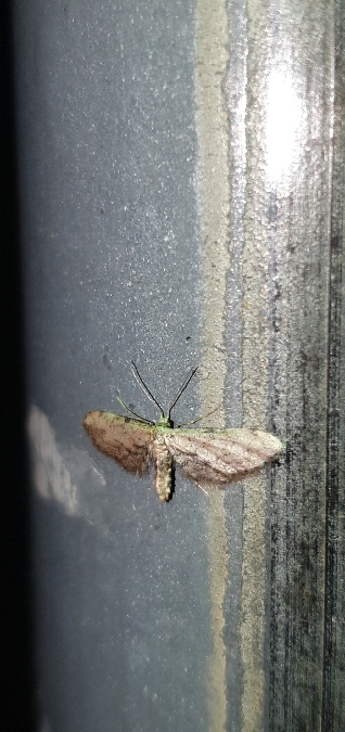 Idaea efflorata  - Melchior Viallet