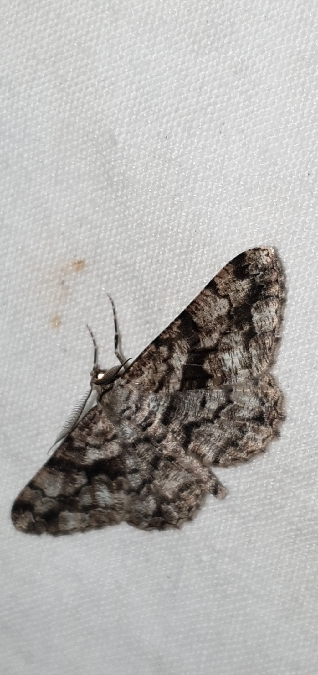Peribatodes umbraria  - Melchior Viallet