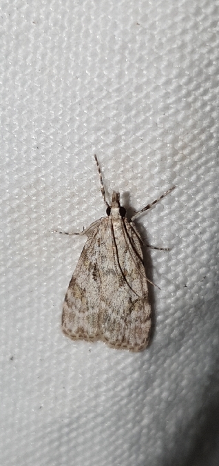 Scoparia conicella  - Melchior Viallet