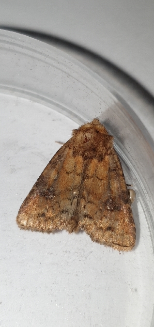 Rusina ferruginea  - Melchior Viallet