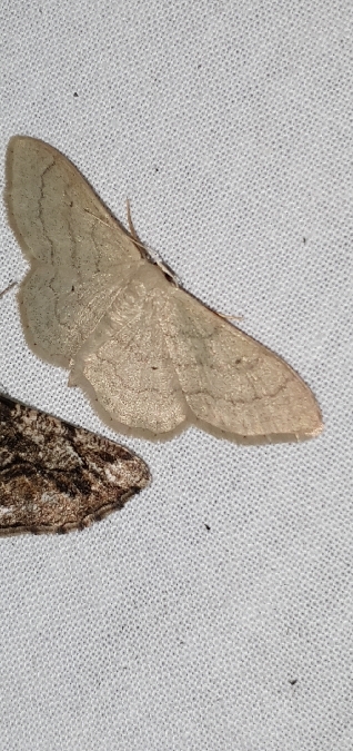 Idaea straminata  - Melchior Viallet