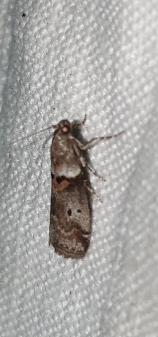 Acrobasis consociella  - Melchior Viallet