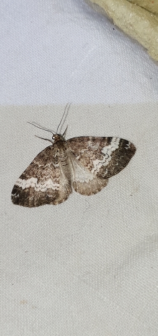 Perizoma affinitata  - Melchior Viallet