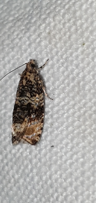 Celypha lacunana  - Melchior Viallet