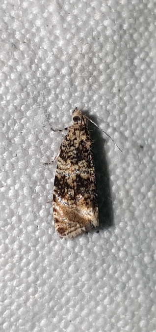 Celypha lacunana  - Melchior Viallet