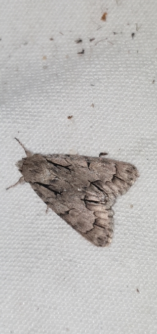 Acronicta tridens  - Melchior Viallet
