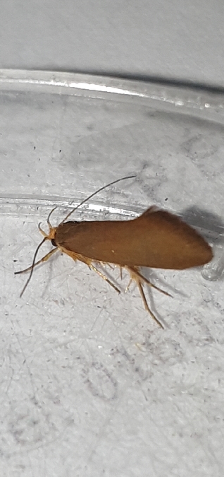 Crassa unitella  - Melchior Viallet