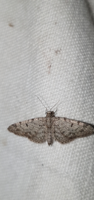 Eupithecia senorita  - Melchior Viallet
