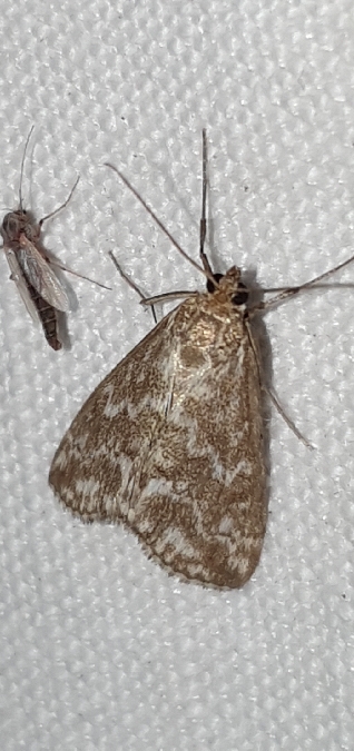 Evergestis frumentalis  - Melchior Viallet