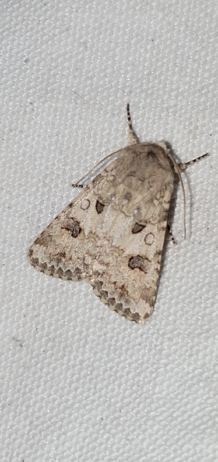 Hadula sodae  - Melchior Viallet