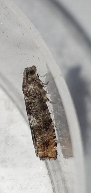 Epinotia rubiginosana  - Melchior Viallet