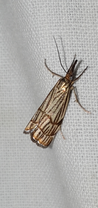 Chrysocrambus craterella  - Melchior Viallet