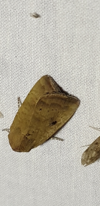 Noctua interjecta  - Melchior Viallet