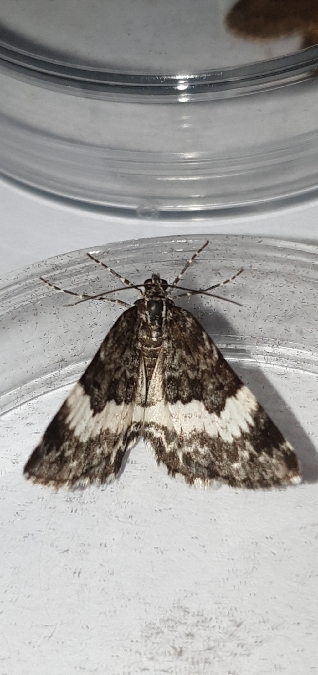 Spargania luctuata  - Melchior Viallet