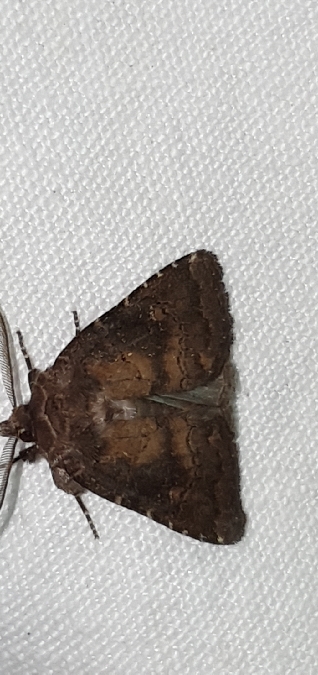 Rusina ferruginea  - Melchior Viallet