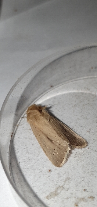 Sesamia nonagrioides  - Melchior Viallet