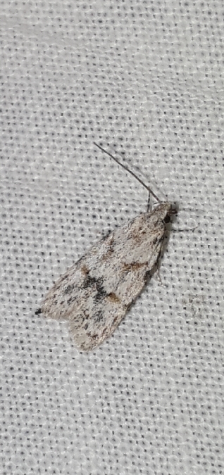 Symmoca signatella  - Melchior Viallet