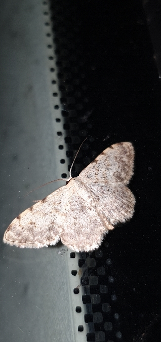 Scopula submutata  - Melchior Viallet