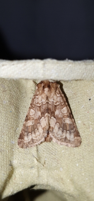 Conisania luteago  - Melchior Viallet