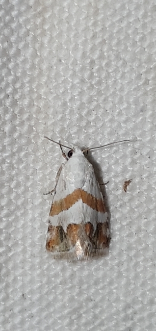 Eublemma candidana  - Melchior Viallet