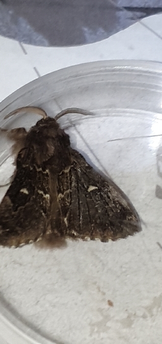 Cosmotriche lobulina  - Melchior Viallet