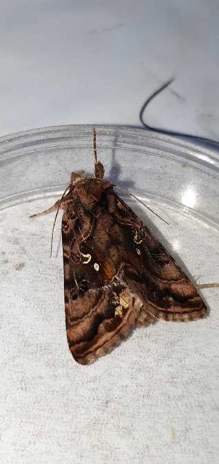 Autographa pulchrina  - Melchior Viallet