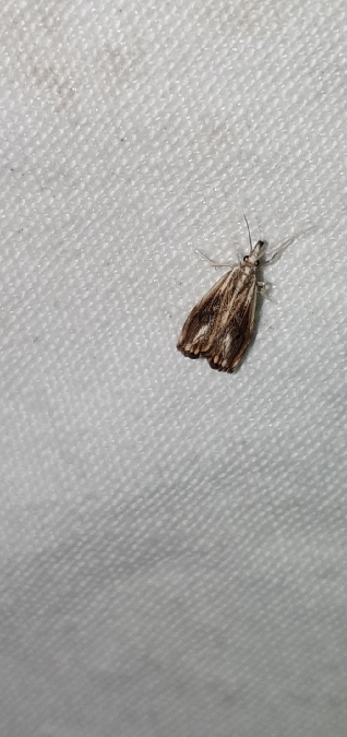 Catoptria verellus  - Melchior Viallet