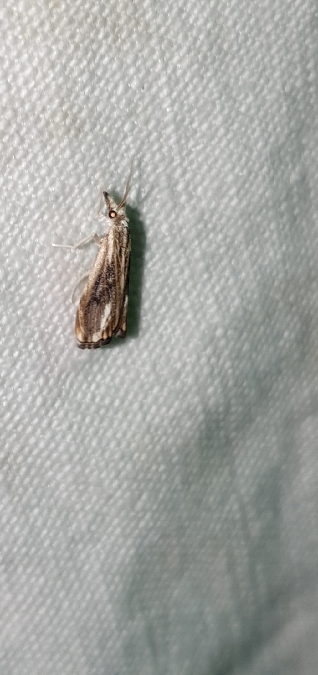Catoptria verellus  - Melchior Viallet