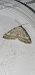 Perizoma albulata  - Melchior Viallet