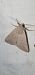 Clytie illunaris  - Melchior Viallet