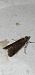 Eccopisa effractella  - Melchior Viallet