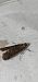 Eccopisa effractella  - Melchior Viallet