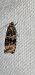 Celypha lacunana  - Melchior Viallet