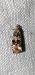 Celypha lacunana  - Melchior Viallet
