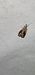 Catoptria verellus  - Melchior Viallet