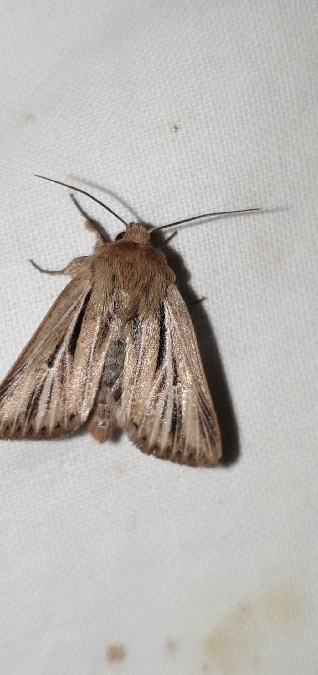 Mythimna anderreggii  - Melchior Viallet