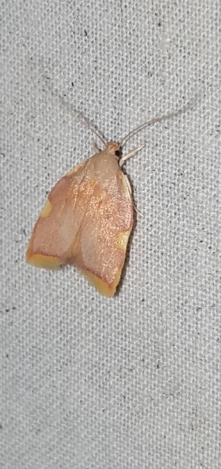 Carcina quercana  - Melchior Viallet