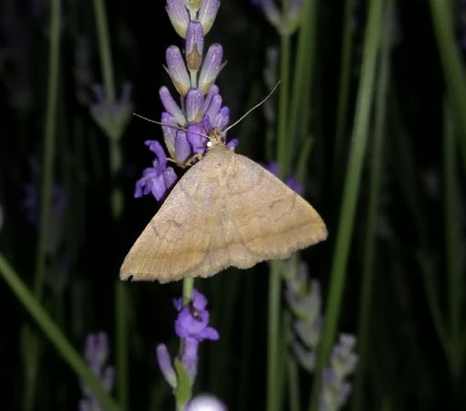 Herminia tarsipennalis  - Thomas Lux
