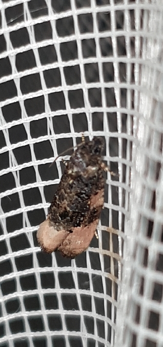 Metendothenia atropunctana  - Melchior Viallet