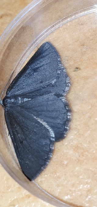Crocota peletieraria  - Melchior Viallet