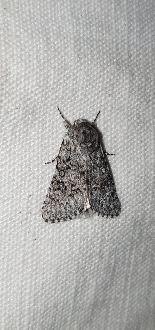 Acronicta euphorbiae  - Melchior Viallet