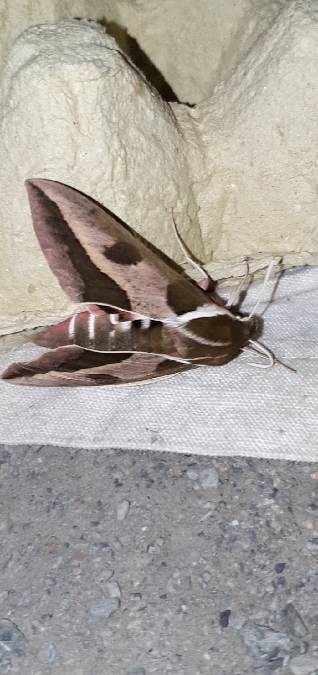 Sphinx de l'Euphorbe  - Melchior Viallet