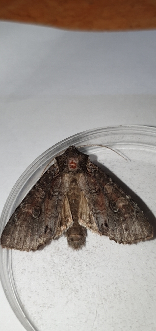 Polia bombycina  - Melchior Viallet