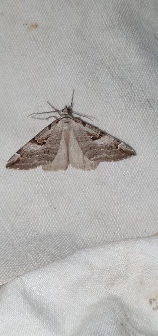 Aplocera praeformata  - Melchior Viallet