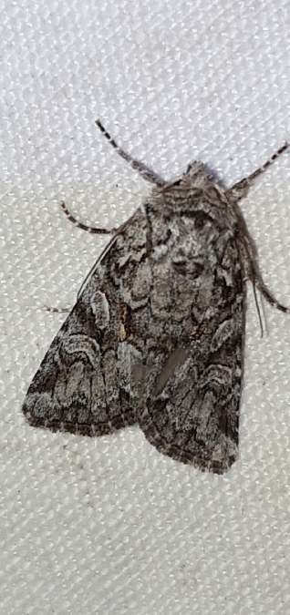 Lasionycta proxima  - Melchior Viallet