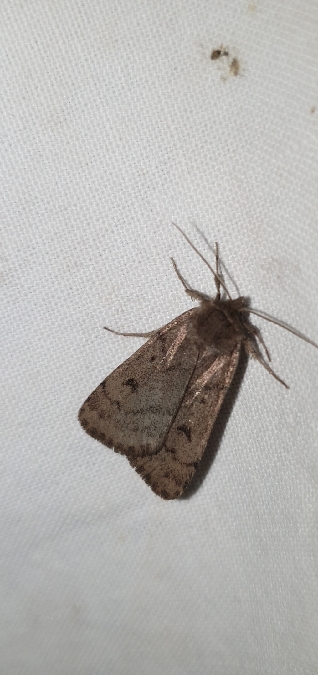 Athetis pallustris  - Melchior Viallet