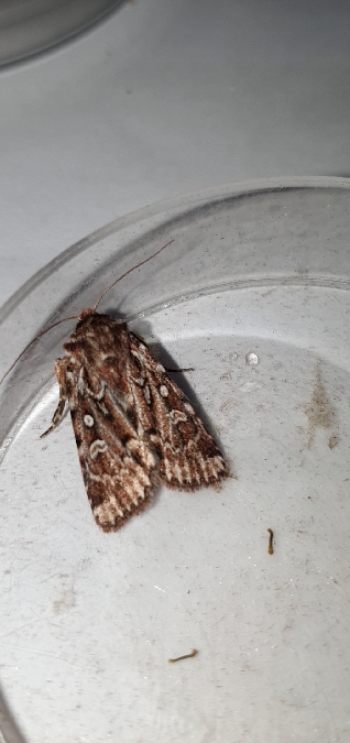 Lycophotia porphyrea  - Melchior Viallet