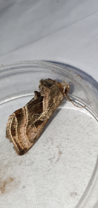 Euchalcia variabilis  - Melchior Viallet