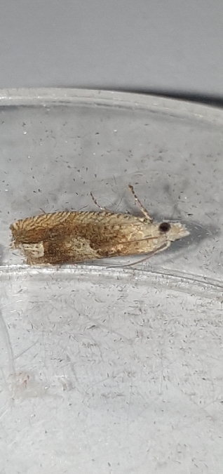 Eucosma conterminana  - Melchior Viallet