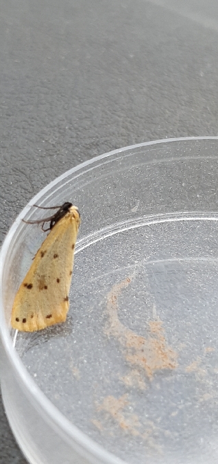 Endrosie diaphane (Callimorphe arrosée)  - Melchior Viallet